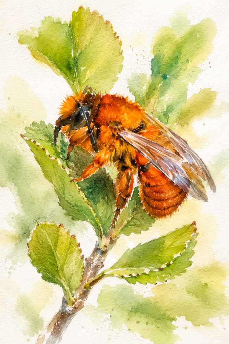 Ilustración de Abeja del notro