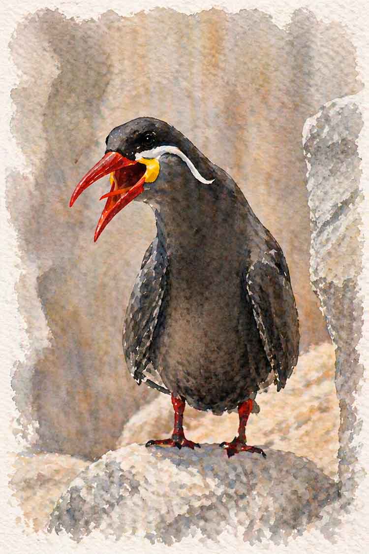 Ilustración de Gaviotín monja