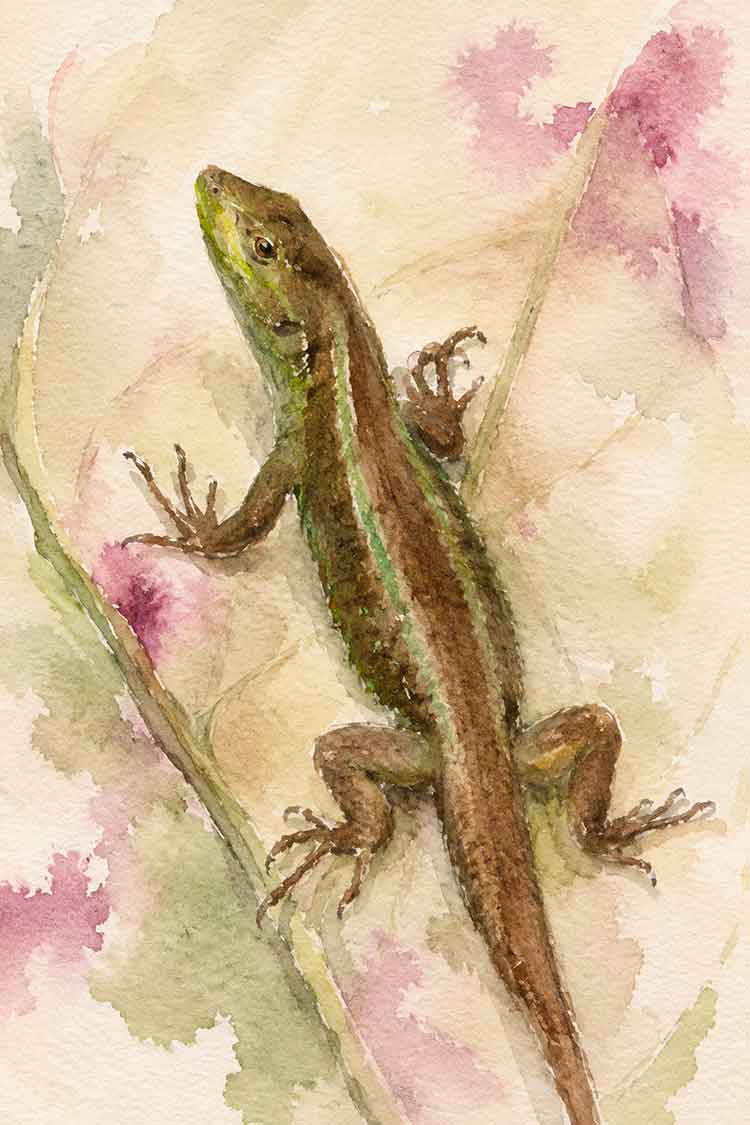 Ilustración de Lagartija valdiviana