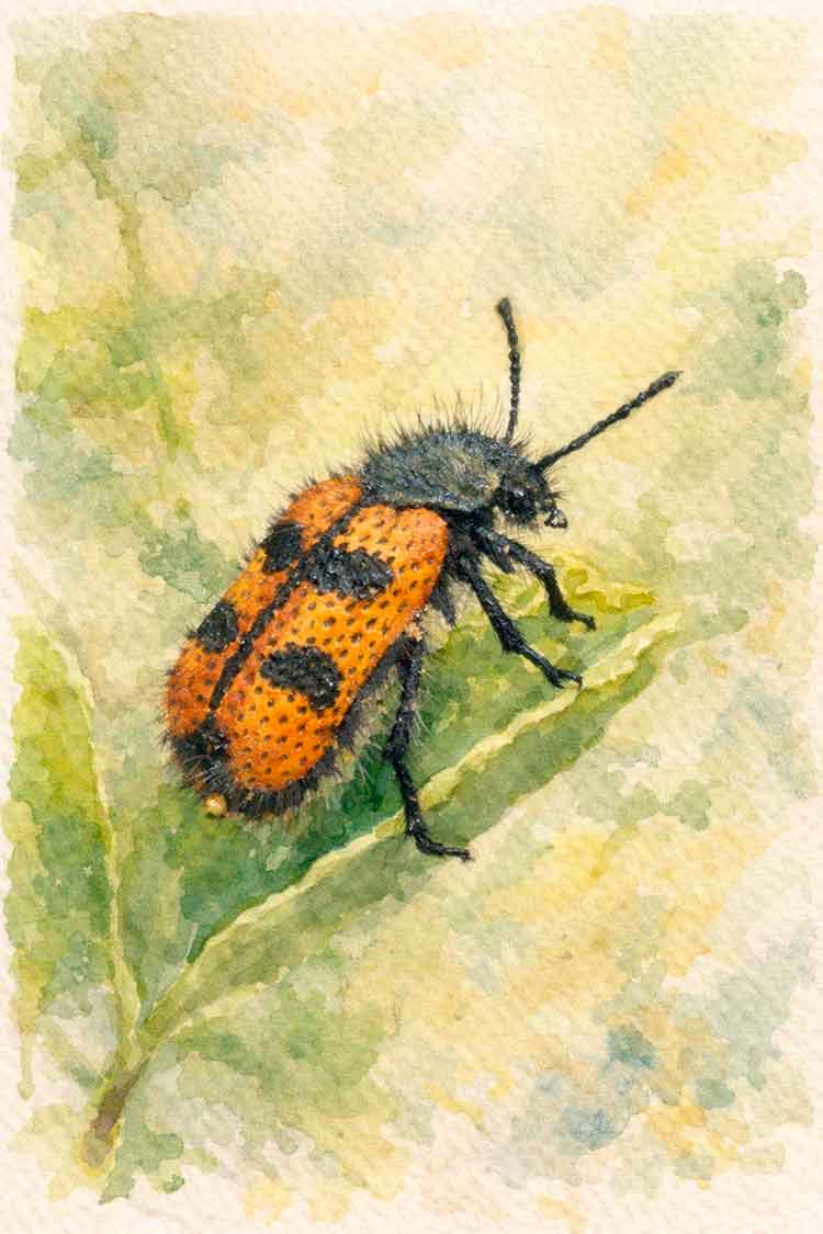 Ilustración de Pololo común