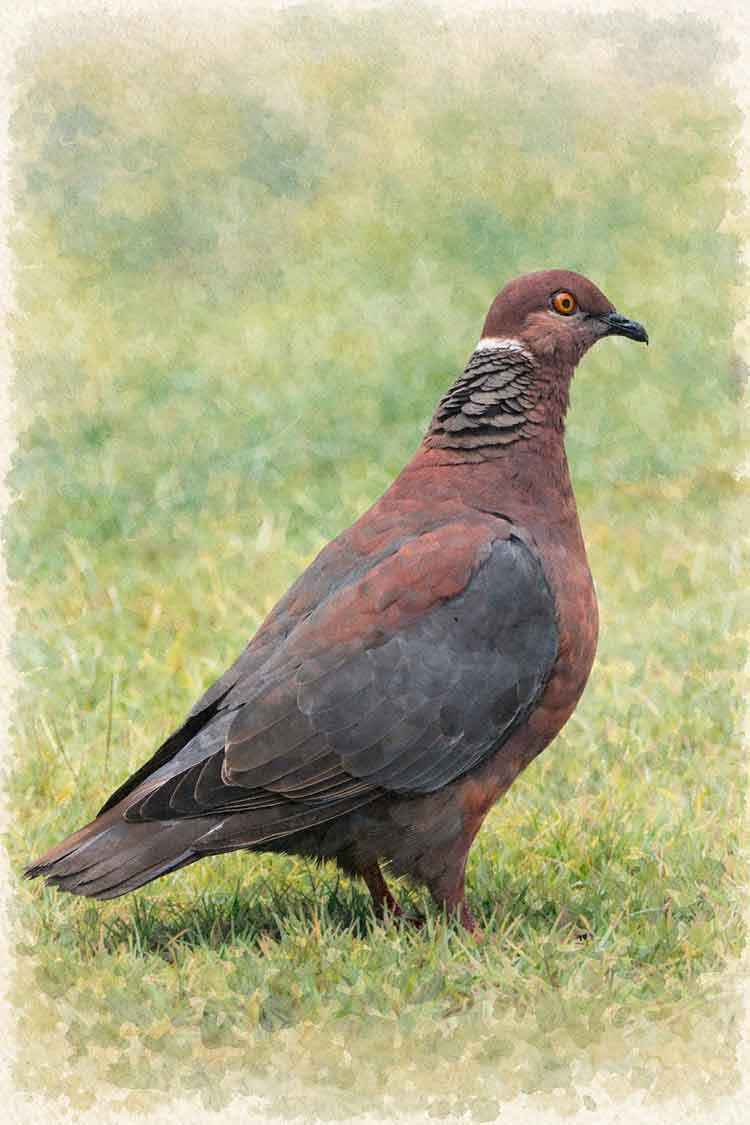 Ilustración de Torcaza