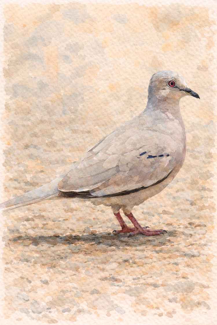 Ilustración de Tortolita