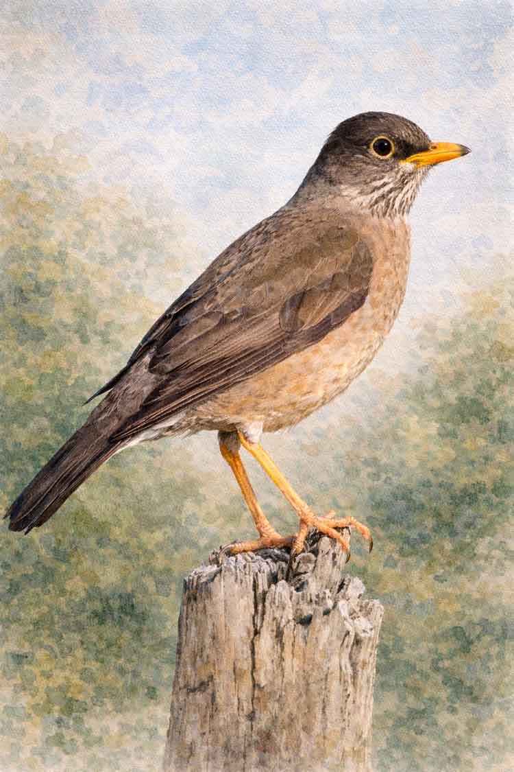 Zorzal